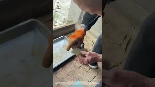 Catch And Transfer A Squirrel To The Cage