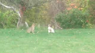 Bobcat vs. Hawk