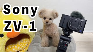 【Sony VLOGCAM ZV-1】でいつもより綺麗なクレマ誕生しましたw【トイプードル】[4K]