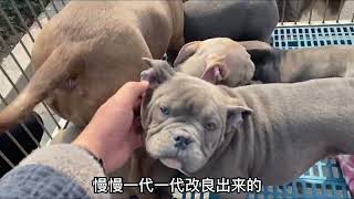 恶霸犬值多少钱？