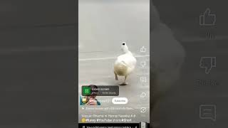 Vayyari bhama Nadaka #funny #duck #animals