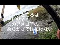 鮎youtube t14で遠征中止 物部川チーム釣り