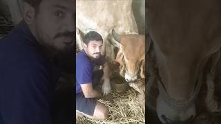 మా ఆవు డెలివరీ అయింది మా ఆయన మొహం లో సంతోషం #cow #youtubeshorts