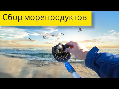 Сбор морепродуктов. Вода ушла но еда осталась. Устрица, трубач, гребешок. Остров Сахалин. Seafood