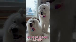 새해 복 많이 받으세요 #올드잉글리쉬쉽독 #강아지 #대형견 #반려견 #올딩이 #puppy #oes #강아지브이로그 #댕댕이  #새해인사 #행복한강아지