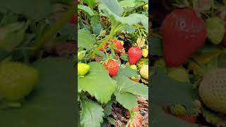 ចំការ ស្តប៊រី  strawberry 🍓 farm