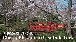 [4K]倉吉 打吹公園 桜 Cherry Blossom in Utsubuki Park Kurayoshi