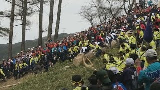 豪快に下社木落とし 諏訪の御柱祭