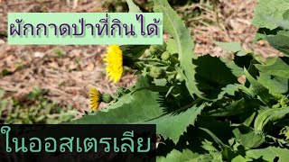 เก็บผักกาดป่า #sow thistle #wild edible #Australia