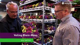 Imagefilm Veiling Rhein-Maas 2024