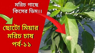 মরিচ গাছে এটি কি পোকার ডিম।।ছোটো মিয়ার মরিচ চাষ পর্ব ১১  #pepper  #farming