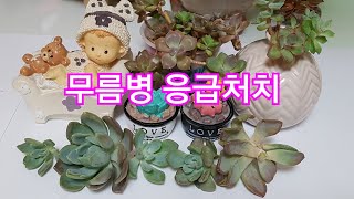 다육이🚨무름병 응급처치 💖 多肉植物 Succulent plant 다육식물 #Succulents