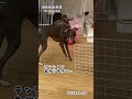 【自分でぶつけてビビるmisia】 misiaんねる イタグレ イタリアングレーハウンド 犬のいる暮らし ボール遊び