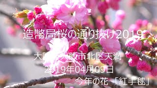 造幣局 「桜の通り抜け2019」初日JAPAN OSAKA  平成31年4月9日今年の花は 紅手毬cherry tree Tenma, Japn Osaka