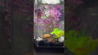 #fish #pets #petlover #love #lovepets