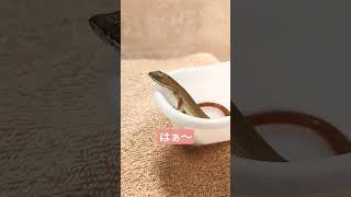 お風呂で疲れを癒やすカナヘビ【あげパン】#爬虫類 #カナヘビ飼育 #かなへび #japanesegrasslizard