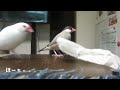 ティッシュと戯れる？綱引き？それともバトル？白文鳥ふーちゃん　文鳥動画