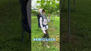 【農活畑ワーク】長野県飯田市のぶどう屋G3🍇のぶどう畑仕事。摘粒作業時の腰痛・首痛予防のための新兵器‼️ 畑仕事バンザイ🙌#農活女子#畑ワーク#尾陰由美子