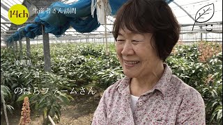 生産者さん訪問『のはらファーム』さん　マンゴー　沖縄県南城セレクション　土づくりにこだわったとっても甘いマンゴーです