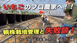 【いちごを育む】いちご農家新規就農！！親株栽培管理の上、失敗談と注意点！｜今シーズンは初めての苗づくりに挑戦します。｜農家の一日。