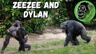 Is Alpha Chimpanzee Dylan The Father Of Baby Chimp Stevie?