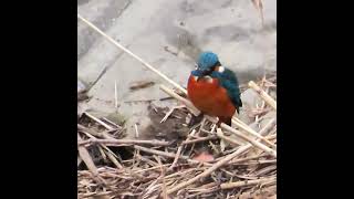 カワセミ狛江地区お父さん往路ショート 2025 01 12 #カワセミ #野鳥 #birds #wildlife #nature #自然観察ぶらり散歩