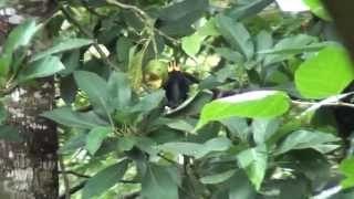 Hill Myna at Tranquil Nest Resort, Thandikudi, Kodaikanal Hills-Part 2