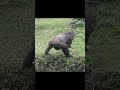 funny gorilla couple shorts tayari djeeco