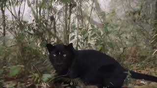 black Panther from North Bengal (Kurseong)#black panther #panther #animal #northbengal #india