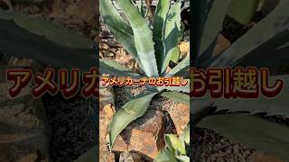 アガベ植替え　ファーストアガベの移動　#ロックガーデンdiy #古民家カフェの日常