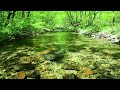 【自然の音】新緑の森林と小川のせせらぎ、癒し、睡眠、リラックス、作業用bgm river sound nature sounds healing sleep relaxing asmr 4k【２時間】