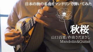 秋桜 コスモス（山口百恵/作曲:さだまさし）【マンドリン＆ギター 演奏】日本の秋の名曲