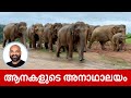 ആനകളുടെ അനാഥാലയം | Pinnawala Elephant Orphanage in Sri Lanka | Shaan Geo Stories