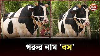 'গরুর আচার-আচরণ বসের মতো তাই নাম দিয়েছি বস' | Cow | Channel 24