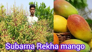 Subarna Rekha mango plant available | Contact. 7432861939