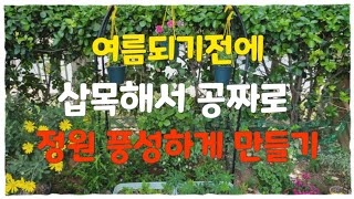 정원에 풍성하게 식물키우기^^ #삽목둥이국화,바늘꽃파종이블루세이지정원에심어주었어요  #바늘꽃삽목