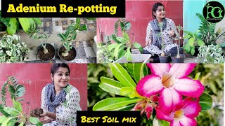 Adenium Plant/Desert Rose Complete Care Tips \u0026 Tricks in Tamil || #adenium #desertrose #தமிழில் #buy