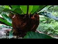 เฟิร์นข้าหลวง เฟิร์น birds nest fern วิถีเกษตร ทางเลือกใหม่ by uthai