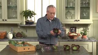 Episode 105  Succulents  Not Quite Flowers - How to Wire a Succlent!