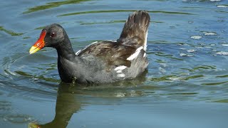 Reclamo de GALLINETA DE AGUA (Gallinula chloropus) #24