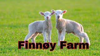 LAMBS IN THE ISLAND OF FINNØY NORWAY