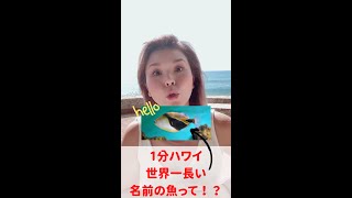 【1分ハワイ】世界一長い名前の魚って！？ #shorts