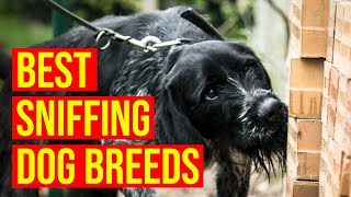 The Best Sniffing Dog Breeds You Need To Know