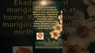 Planting marigold on ekadashi is considered very Auspicious. #aquarius #astrology #aquariustarot