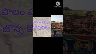 #Youtube#shorts#po పొలం పనులు #harvesting #జొన్న కంకుల కోతలు #