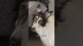 abby got ears, part 2 #dogsofyoutube #borzoi #dog #dogtok #youtube #shorts #shortsfeed #petshorts
