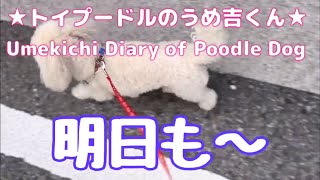 明日も〜 ★トイプードルのうめ吉くん(1485日目)★Umekichi Diary of Poodle Dog