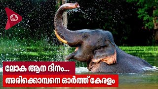 ലോക ആന ദിനം...അരിക്കൊമ്പനെ ഓർത്ത് കേരളം | World Elephant Day 2023