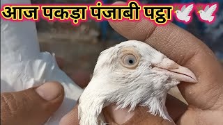 आज पकड़ा पंजाबी कबूतर|| kabutar kaise pakde