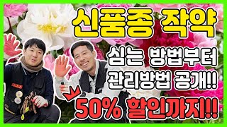 초보자를 위한 작약 심는 방법 및 관리 방법 공개! ( 50% 할인 이벤트 진행^^ )